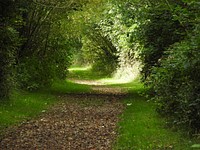 Woodland path.