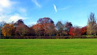 Autumnal trees and leaf colours in my local park, 2017.