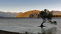 "The Tree"Lake Wanaka.