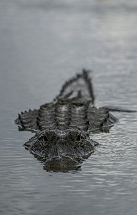 Alligator in the water.Original public domain image from Flickr