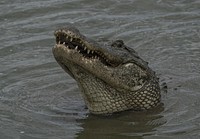 Wild American alligator .Original public domain image from Flickr
