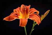 Orange lily background. Free public domain CC0 image.