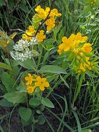 Oval-leaf Milkweed and Hoary PuccoonOval-leaf milkweed and hoary puccoon are thriving after a controlled burn at Sherburne National Wildlife Refuge in Minnesota.Photo by Courtney Celley/USFWS. Original public domain image from Flickr