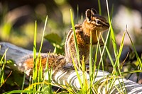 Least Chipmunk - Tamias minimus. Original public domain image from Flickr