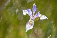 Rocky Mountain iris. Original public domain image from Flickr