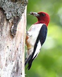 Red-headed woodpecker. Red-headed woodpeckers are skilled hunters, often catching insects in flight. While insects, fruits and seeds make up much of their diet, they&rsquo;ll sometimes even eat mice!. Original public domain image from Flickr