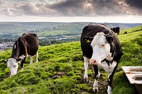 Cow grazing on a field. Original public domain image from Flickr