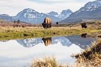 Bull bison graze along an ephemeral pool in Lamar Valley by Jacob W. Frank. Original public domain image from Flickr