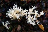 Clavulina cristataClavulina cristata commonly known as the wrinkled coral fungus, is a species of coral fungus in the family Clavulinaceae. It is edible. Original public domain image from Flickr