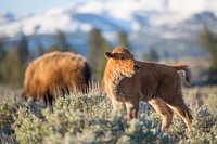 Bison at sunrise, Blacktail Deer Plateau. Original public domain image from Flickr