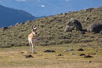 Pronghorn, Lamar Valley