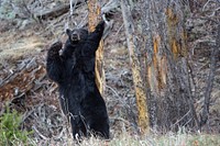 Black bear near Phantom Lake, USA. Original public domain image from Flickr