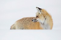 Hunting fox, Hayden Valley. Original public domain image from Flickr