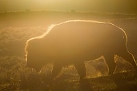 Golden hour in Lamar Valley. Original public domain image from Flickr