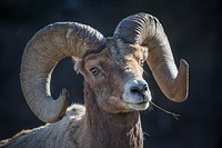 Bighorn sheep, Lamar Valley, USA. Original public domain image from Flickr