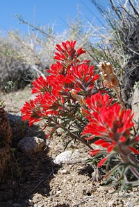 The Alabama Hills Stewardship Group, Inc. (AHSG) is a local group of Owens Valley community leaders who have partnered with the Bureau of Land Management over the last 10 years to help direct the management of this Special Recreation Area called the Alabama Hills.