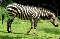 Zebra. Original public domain image from Flickr