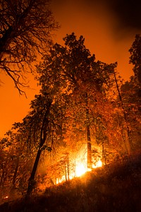Cedar Fire in and near the U.S. Department of Agriculture (USDA) Forest Service (FS) Sequoia National Forest, in the vicinity of Guernsey Mill,, CA, on Wednesday, August 24, 2016.