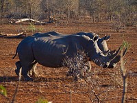 Rhinos in Kruger National Park, South Africa.