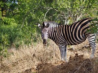 Zebra (Makutsi Game Reserve).