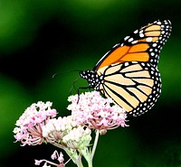 Monarch Butterfly on Swamp Milkweed. Spotted in the monarch garden at the Michigan Private Lands Office. Original public domain image from Flickr