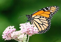 Monarch Butterfly on Swamp Milkweed. Spotted in the monarch garden at the Michigan Private Lands Office. Original public domain image from Flickr