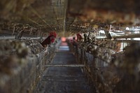 A chicken pokes its head out of one of the cages at the Somali Poultry Farm in Mogadishu, Somalia. Original public domain image from <a href="https://www.flickr.com/photos/au_unistphotostream/29157711918/" target="_blank">Flickr</a>