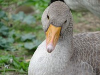 Goose. Original public domain image from Flickr