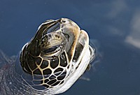 Hawaiian green sea turtles, or honu, are native to Hawaii. They are the largest hard-shelled sea turtle in the world, reaching lengths of four feet and weights over 300 pounds. Out of the seven types of sea turtle, the Hawaiian green sea turtle is the most common turtle in Hawaii. Original public domain image from Flickr