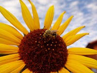 Male Long Horned Bee on Flower. Original public domain image from Flickr