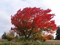 Fall color. Original public domain image from Flickr