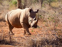 Rhino at Makutsi Game Reserve, South Africa.