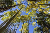 Abineau Trail No. 127Fall color September 25, 2016 along Abineau Trail