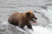 A big bear perfectly catch fish at Brooks Falls, Katmai National Park and Preserve. Photo by Leslie Richardson. Original public domain image from Flickr