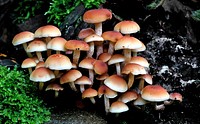 Hypholoma fasciculare, (Sulphur tuft,)Hypholoma fasciculare, commonly known as the sulphur tuft, sulfur tuft or clustered woodlover, is a common woodland mushroom, often in evidence when hardly any other mushrooms are to be found. Original public domain image from Flickr