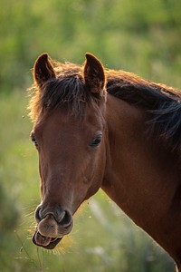 A young horse grazes in the morning on the Gravelly Mountain Range in the Beaverhead-Deerlodge National Forest.