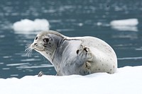 LeConte Seal. Tongass National Forest, Alaska. Original public domain image from Flickr