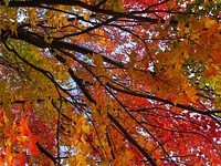 Fall Color - Trees. Original public domain image from Flickr