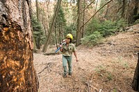 U.S. Department of Agriculture (USDA) Forest Service (FS) Entomologist Beverly Bulaon searches for pine bark beetles burrowed in dead Ponderosa pine trees in the Sequoia National Forest, near Posey, CA, on Wednesday, August 24, 2016.
