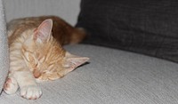 Orange tabby kitten stretching on a couch. Original public domain image from Flickr