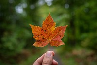 First fall leaf found on the Chippewa National Forest, Minnesota. Original public domain image from Flickr