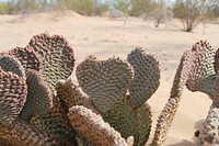 The Bureau of Land Management photo. Original public domain image from Flickr