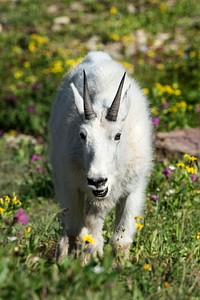 Goat- Yeah Parks Are Cool I Get That. Original public domain image from Flickr