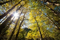 Many Glacier- Aspen. Original public domain image from Flickr