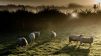 Sheep in a misty morning. Original public domain image from Flickr