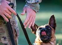 A military working dog handler signals his dog during a demonstration at the Military Police Spouses Challenge at Fort Leonard Wood, Missouri, Sept. 20, 2016.