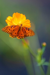 A butterfly is scene on the marigolds of Nuri Icgoren, with his wife Sofia, who operate Urban Sprout Farms, a biodynamic, certified organic urban farm Lakewood Heights, Georgia.