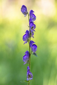 Columbian monkshood. Original public domain image from Flickr