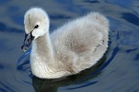 Black swan. Cygnet. (Cygnus atratus)Baby swans are known as "cygnets," a word derived from the Latin word for swan, "cygnus." Cygnets are easily distinguished from adults, as they are much smaller and are usually covered in a gray downy coat. Original public domain image from Flickr