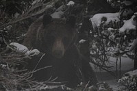 Grizzly Bear. Original public domain image from Flickr